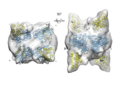 Illustration of two weaving proteins Illustration of two weaving proteins